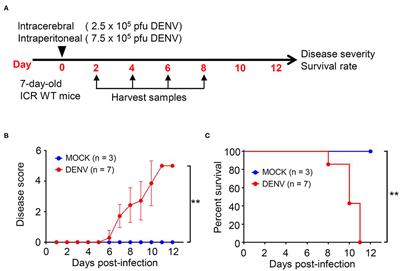 CNS Immune Profiling in a Dengue Virus-Infected Immunocompetent Outbred ICR Mice Strain